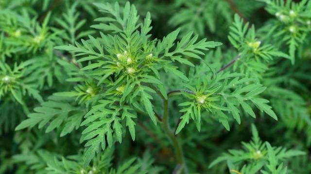 Prevenzione delle allergopatie da Ambrosia