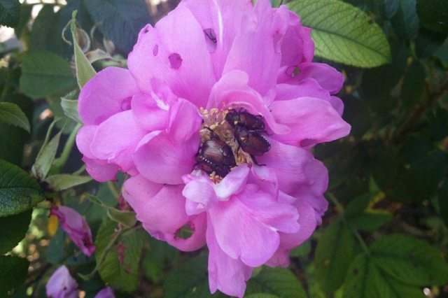 Coleottero Popillia japonica: attivato il piano di controllo ERSAF