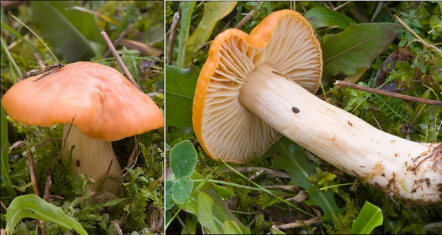 Funghi, erbe e fiori della Brianza