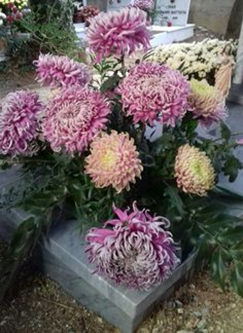 Commemorazione dei defunti: orari dei cimiteri cittadini